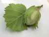 acorn green leaf nerve
