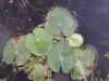 nature plants water waterlilly waterlillies texture leaf leafs