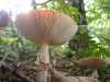 toadstool mushroom forest growth