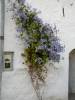 tabus nature plants flower flowers bush against wall clematis