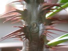 spikes stem plant sharp pointy green red