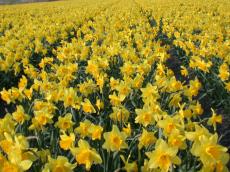 field fields of flower flowers spring narcis narcissus yellow springtime