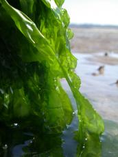 seaweed green semi-transparent semitransparent wet lettuce