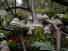 mushrooms forest floor moss