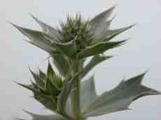 thistle scottish green prickly plant