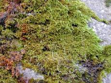 moss texture green nature plants wall