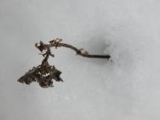 dead plant in snow cold white frost