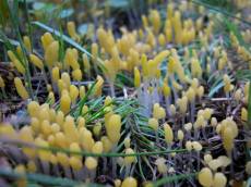 nature plants mushroom mushrooms fungy yellow macro
