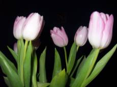 dario flowers tulips pink dark night