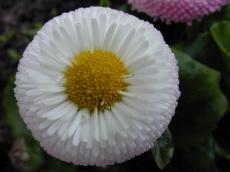 daisy nature flower top white macro plants