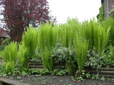 nature plants fern green fern