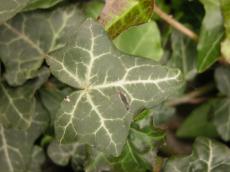 leaf nature plants ivy green vein