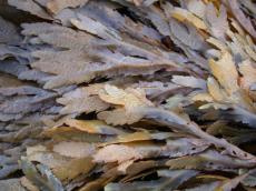 nature plants seaweed kelp textures leafs