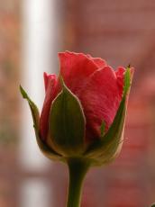 nature plants flower rose red redrose