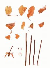 dried dry rose twig brown bright leafs