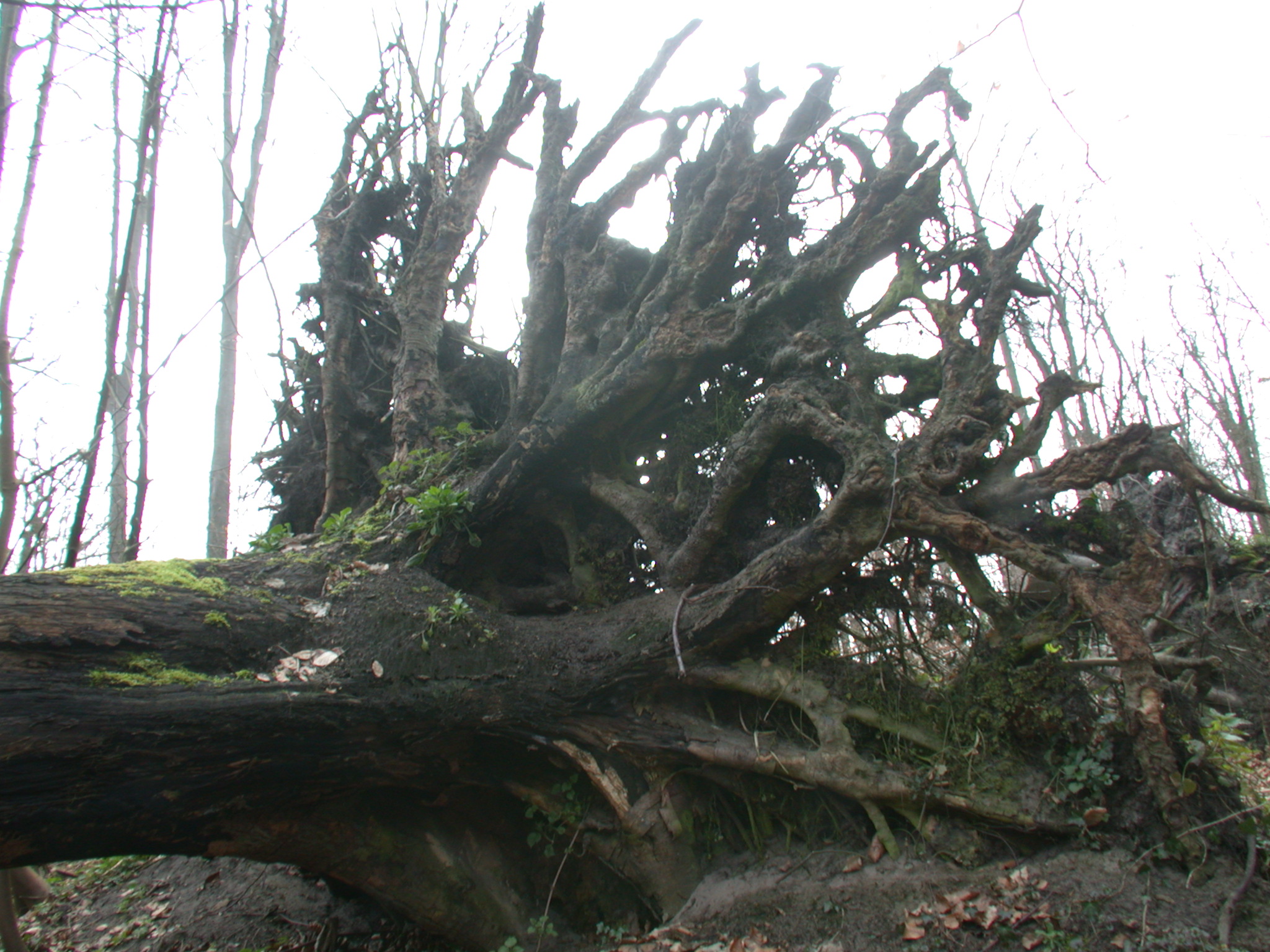 Image*After photos unrooted tree trunk