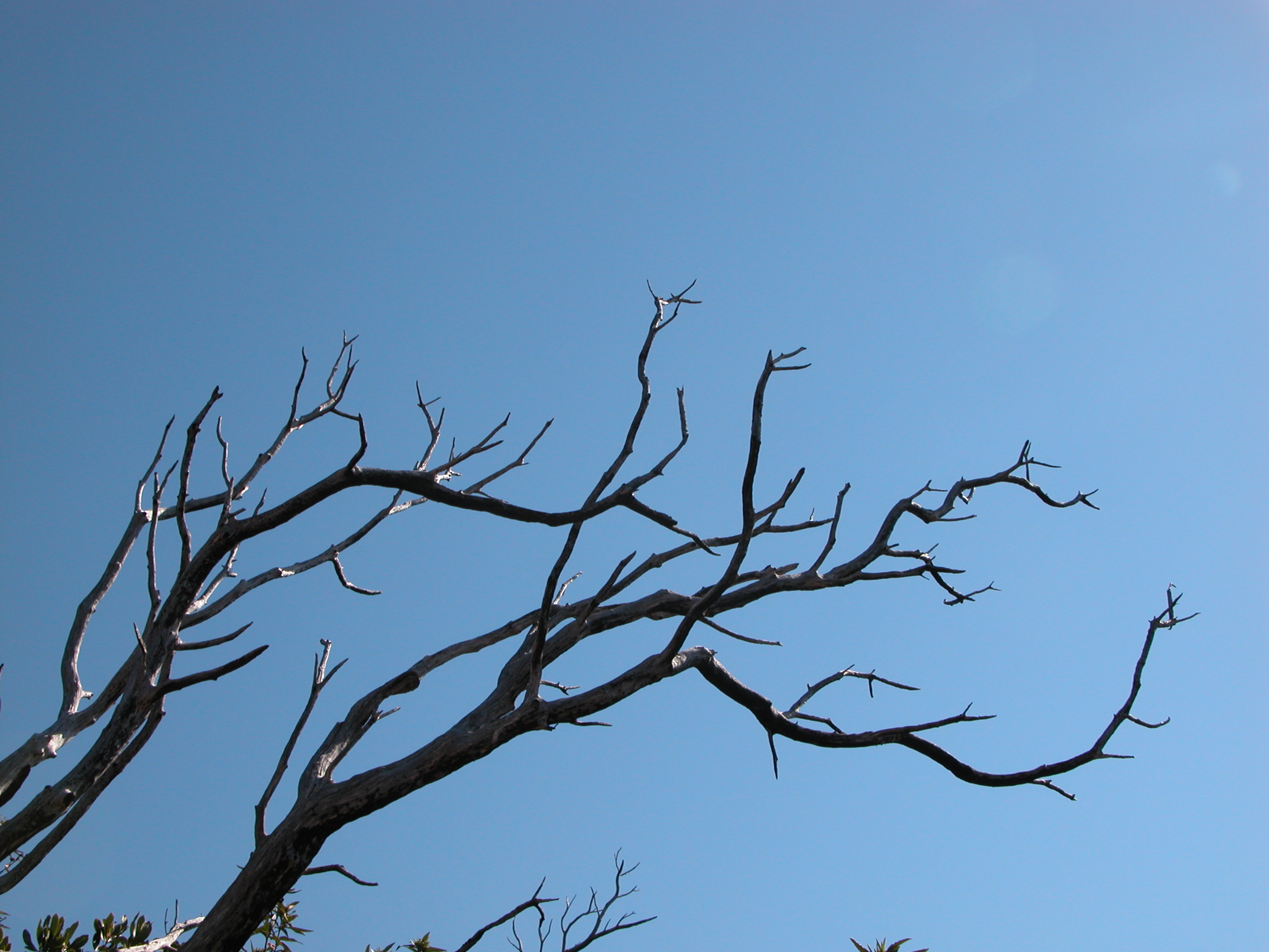 Image*After image nature trees dead death branch branches blue