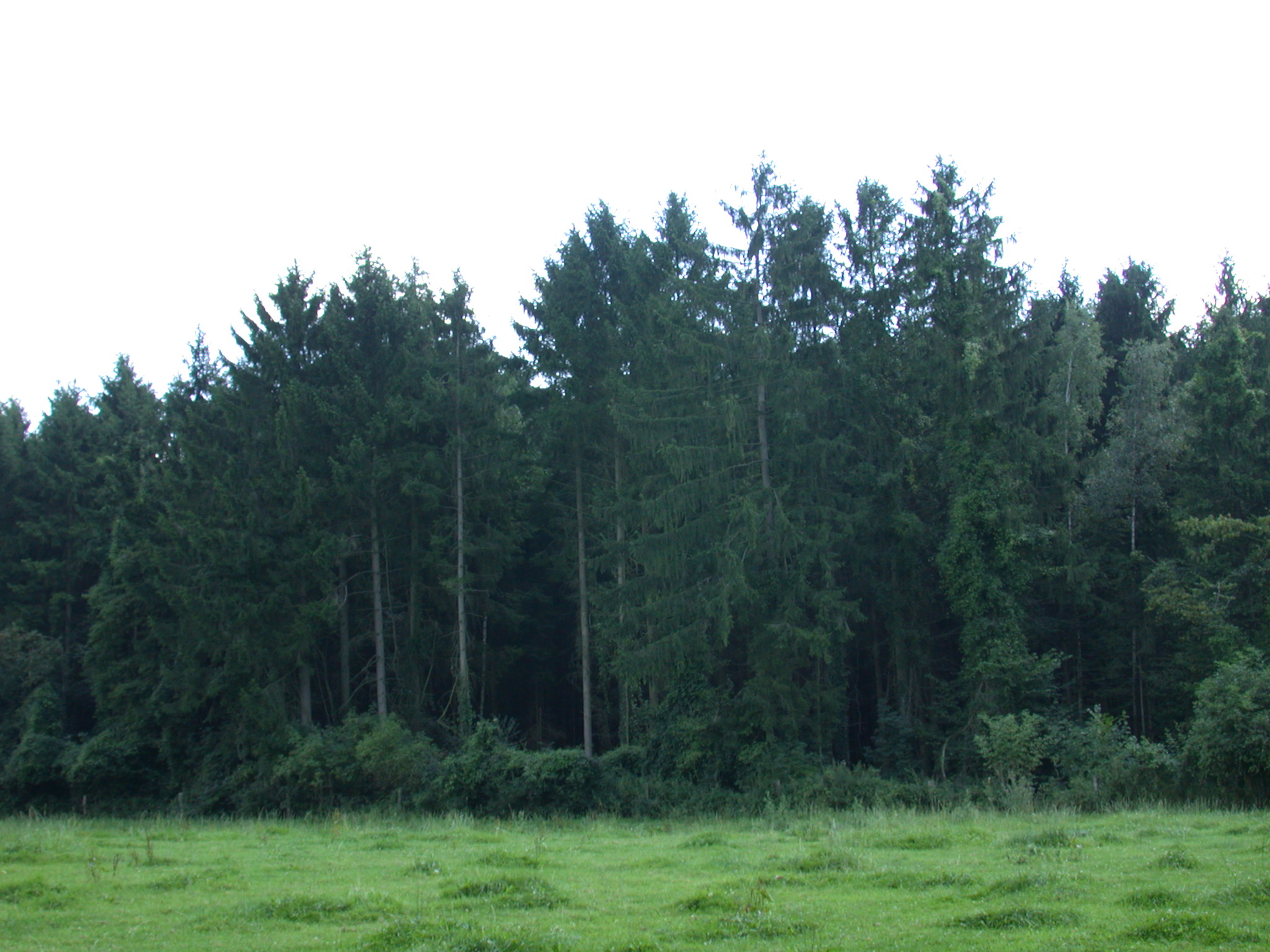 Image*After : photos : treeline tree line forest edge field green