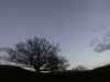 nature trees silhouette dunes dunescape tree winter