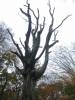nature trees trunk dead silhouette
