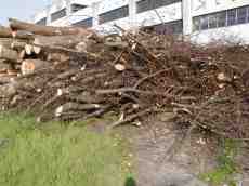 dario nature trees wood branches pile rubble trim trimmed