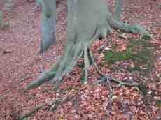 janneke tree trees forest trunk root roots bark leafs autumn