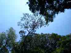 poows trees forest high tall sky outline leafs branches jungle