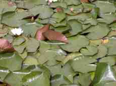 nature plants lily waterlily green leaf float floating leafs flower texture