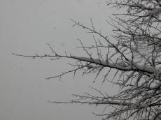 snow on branches branche twick tree winter cold