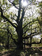 forrest tree trees oak silhouette branch branches