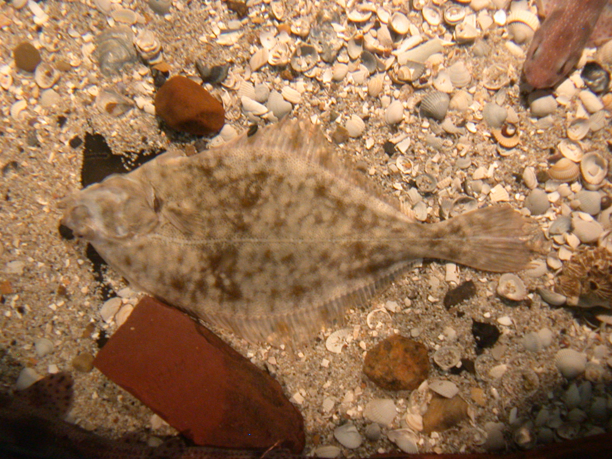 fish brown shells ground water