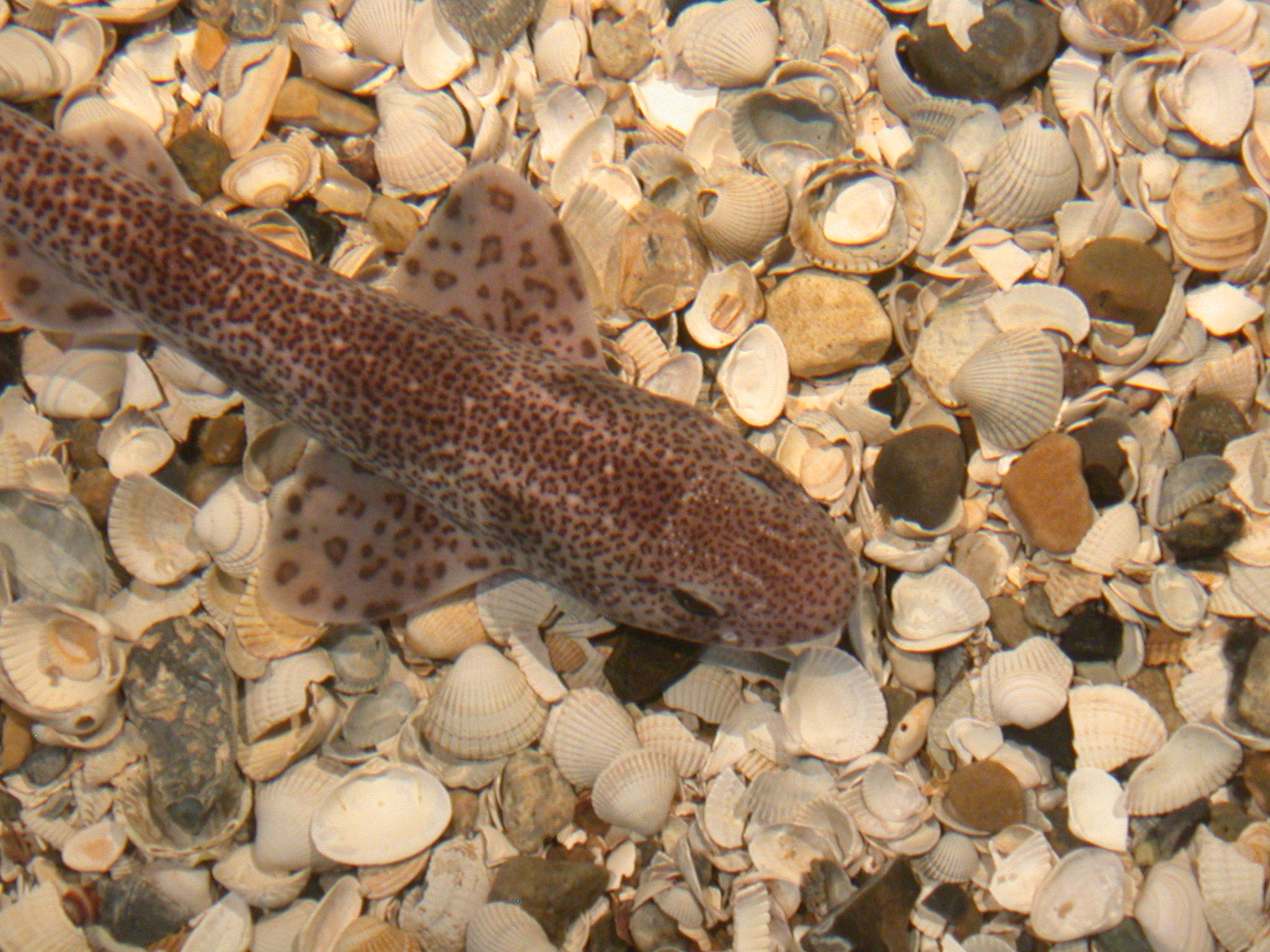fish top down shark small little tiny shells marine