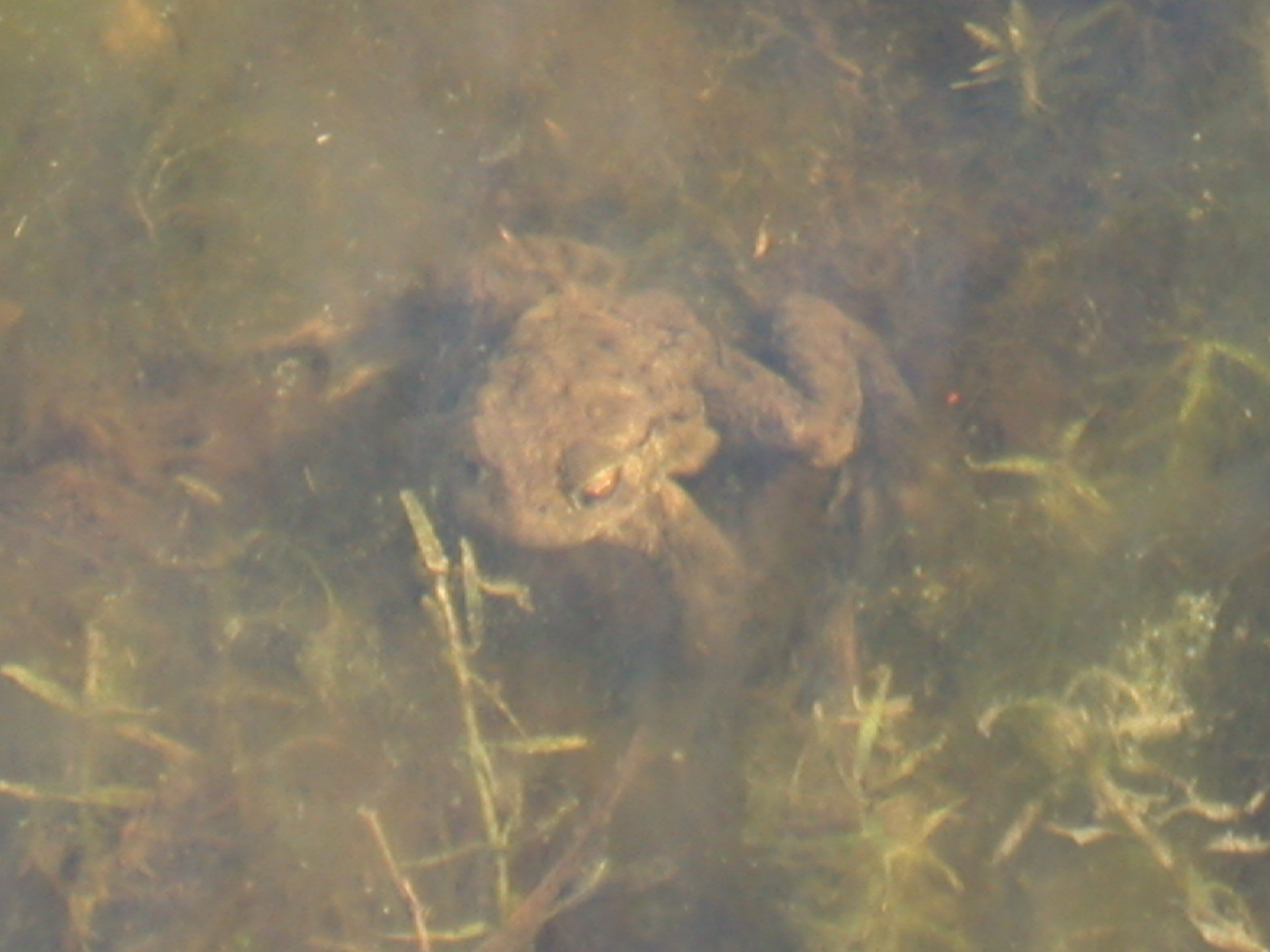 nature underwater toad frog animals water amphiby green