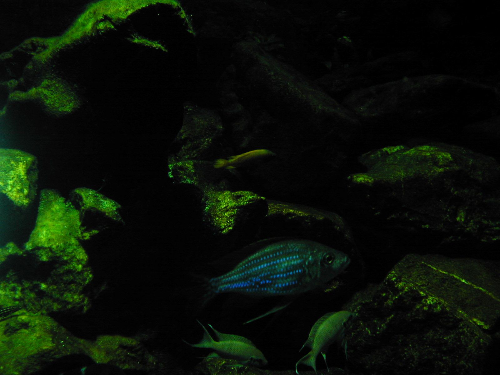 water plant fish under water dark