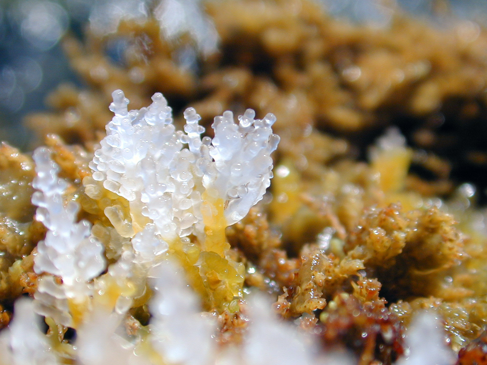 macro nature underwater waterplant plants goo algae