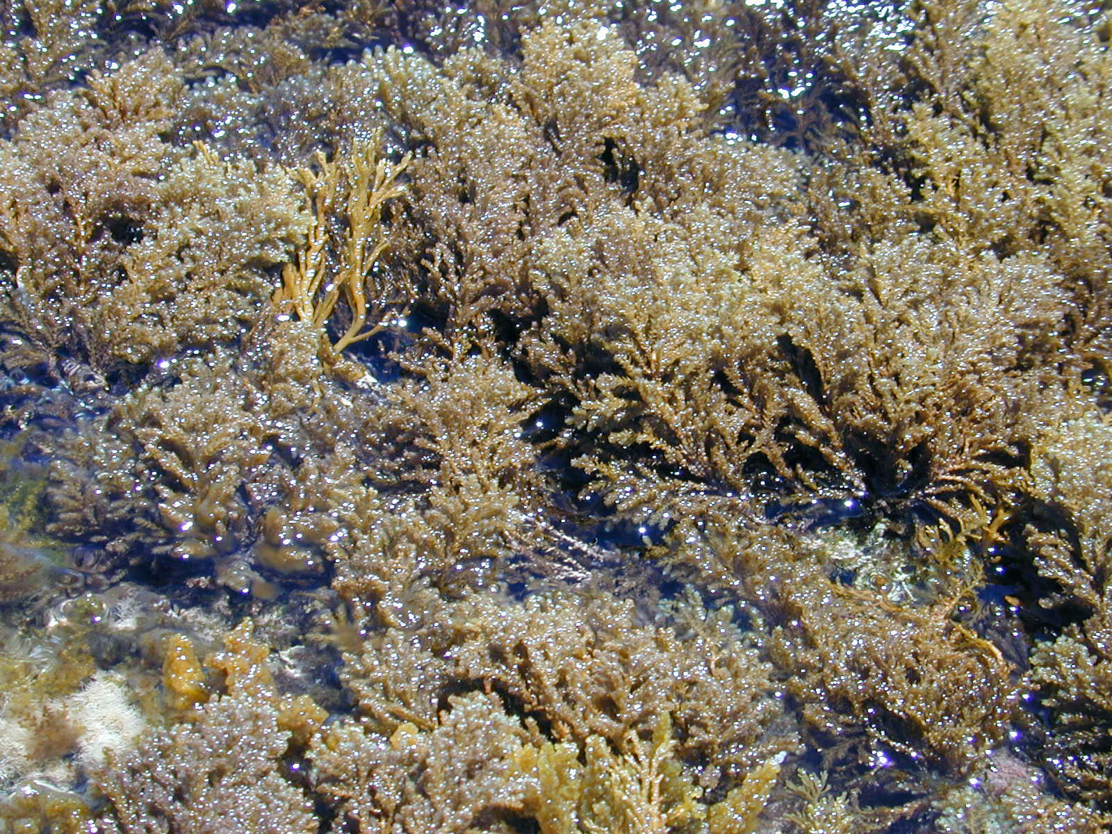 seaweed nature underwater green mediterenean texture