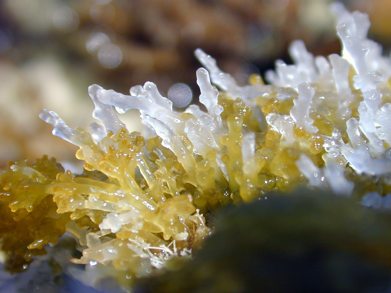 sea plant goo slimey green white wet
