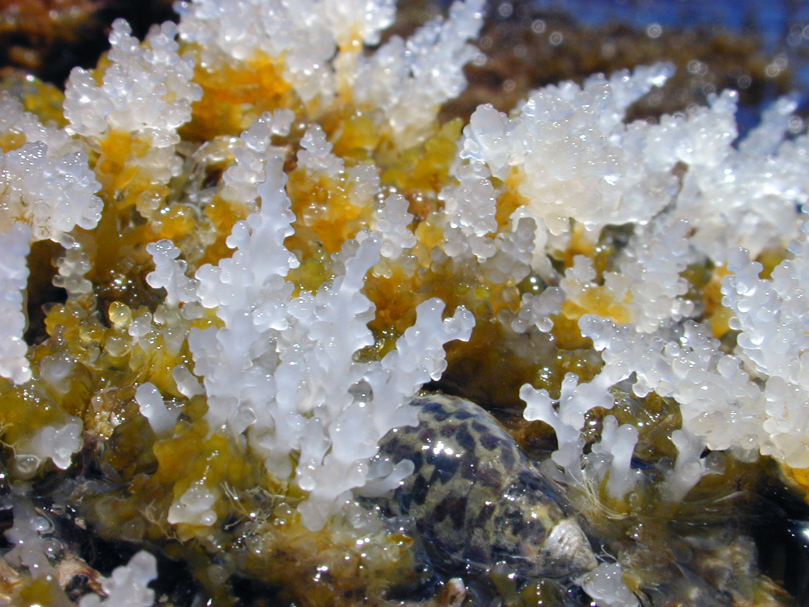 glossy sea plant green white beach coast