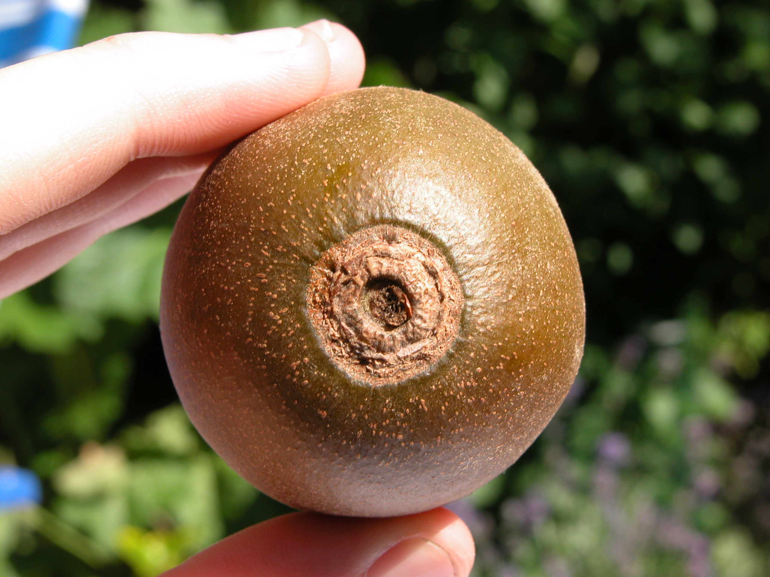 Image*After photos fruit round kiwi brown skin pit pits eye glossy