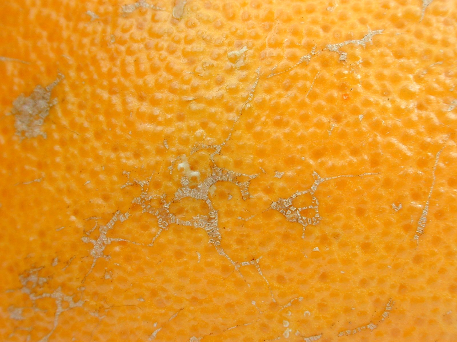 Orange Fruit Texture