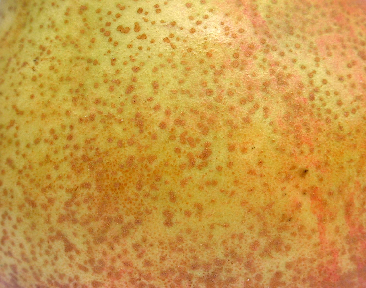 Image*After : photos : pear ripe skin green fruit spots