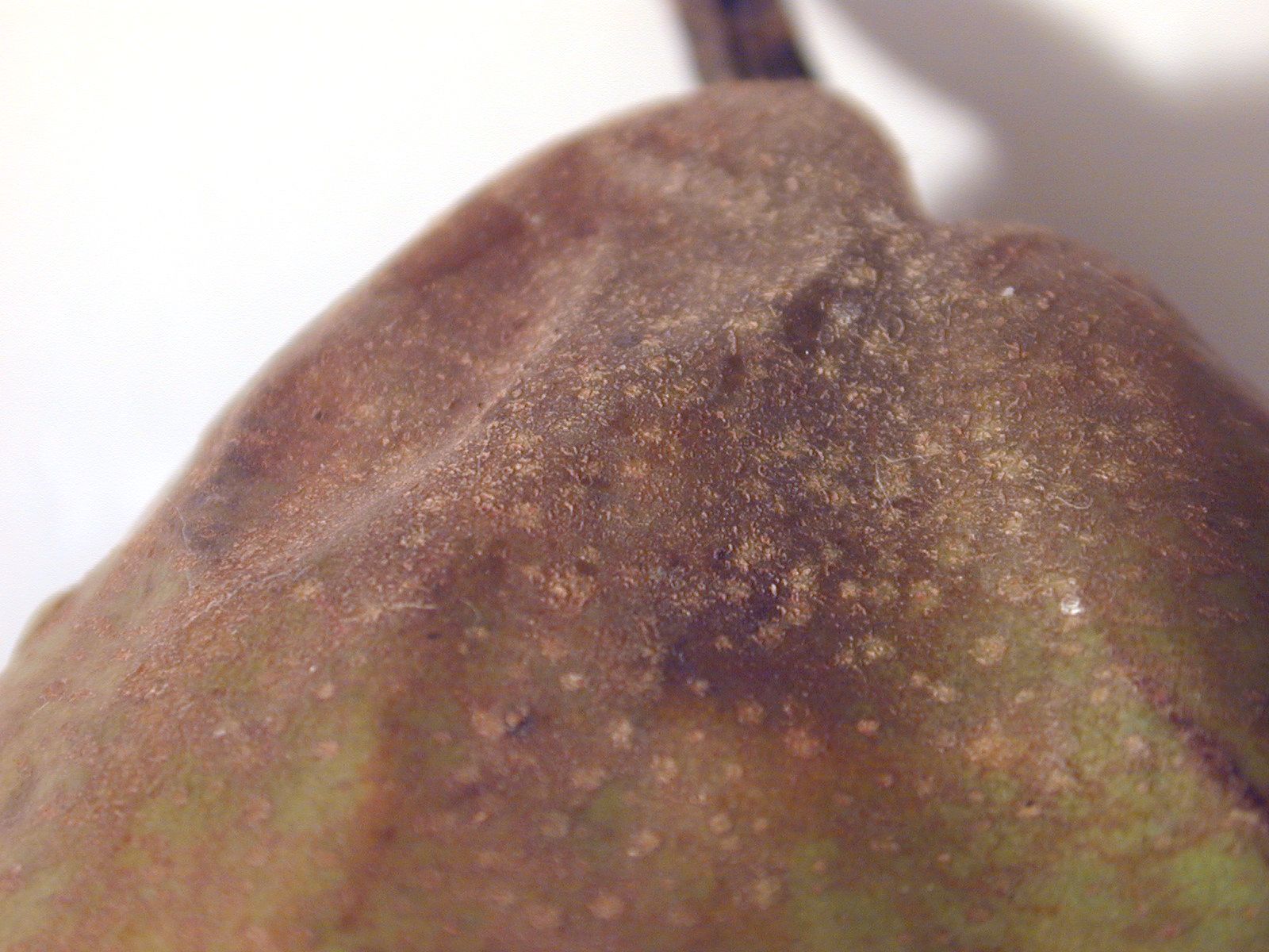 Image*After photos spinach leave brown rotten