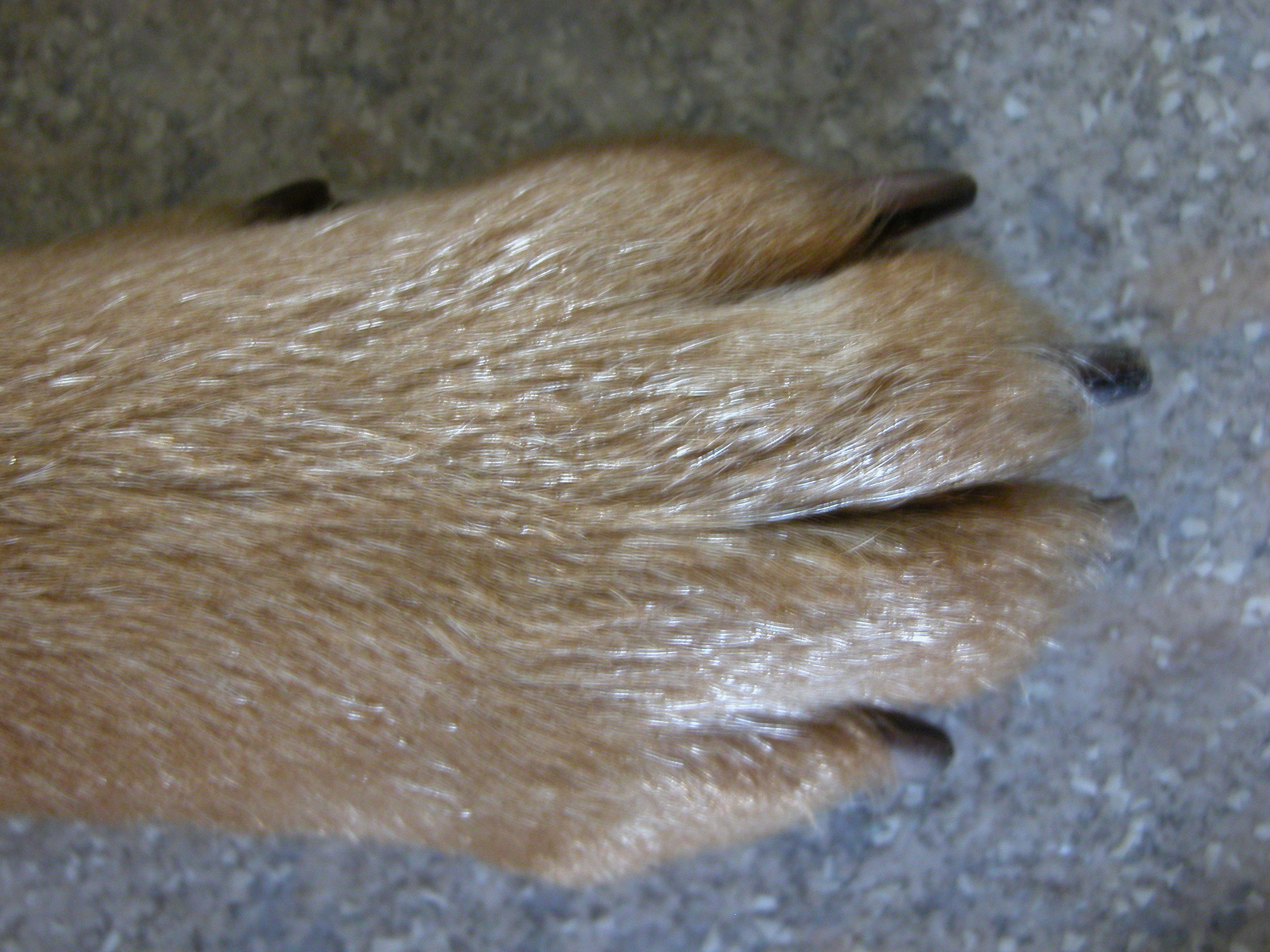 Image*After textures pawn dog nails brown