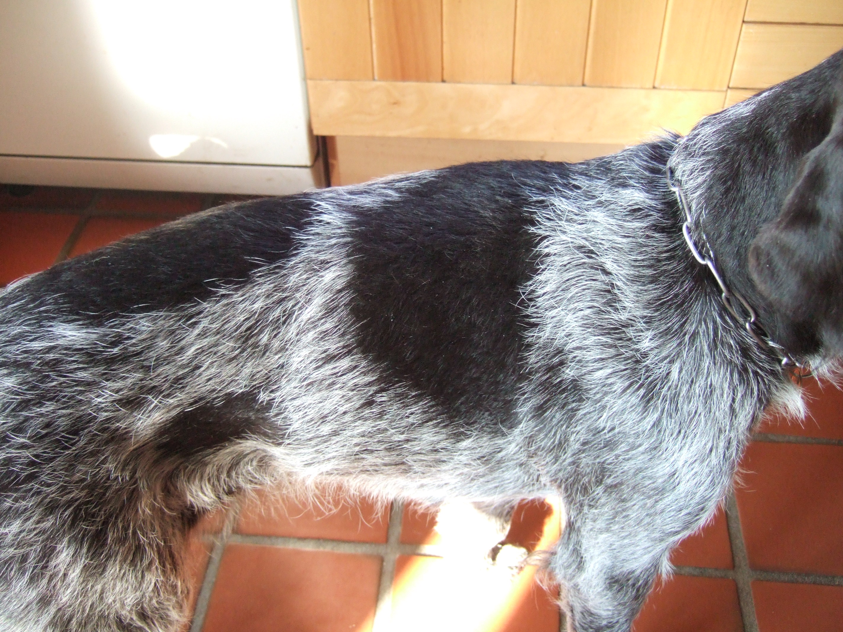 Image*After photos tabus fur dog stained furry hair texture