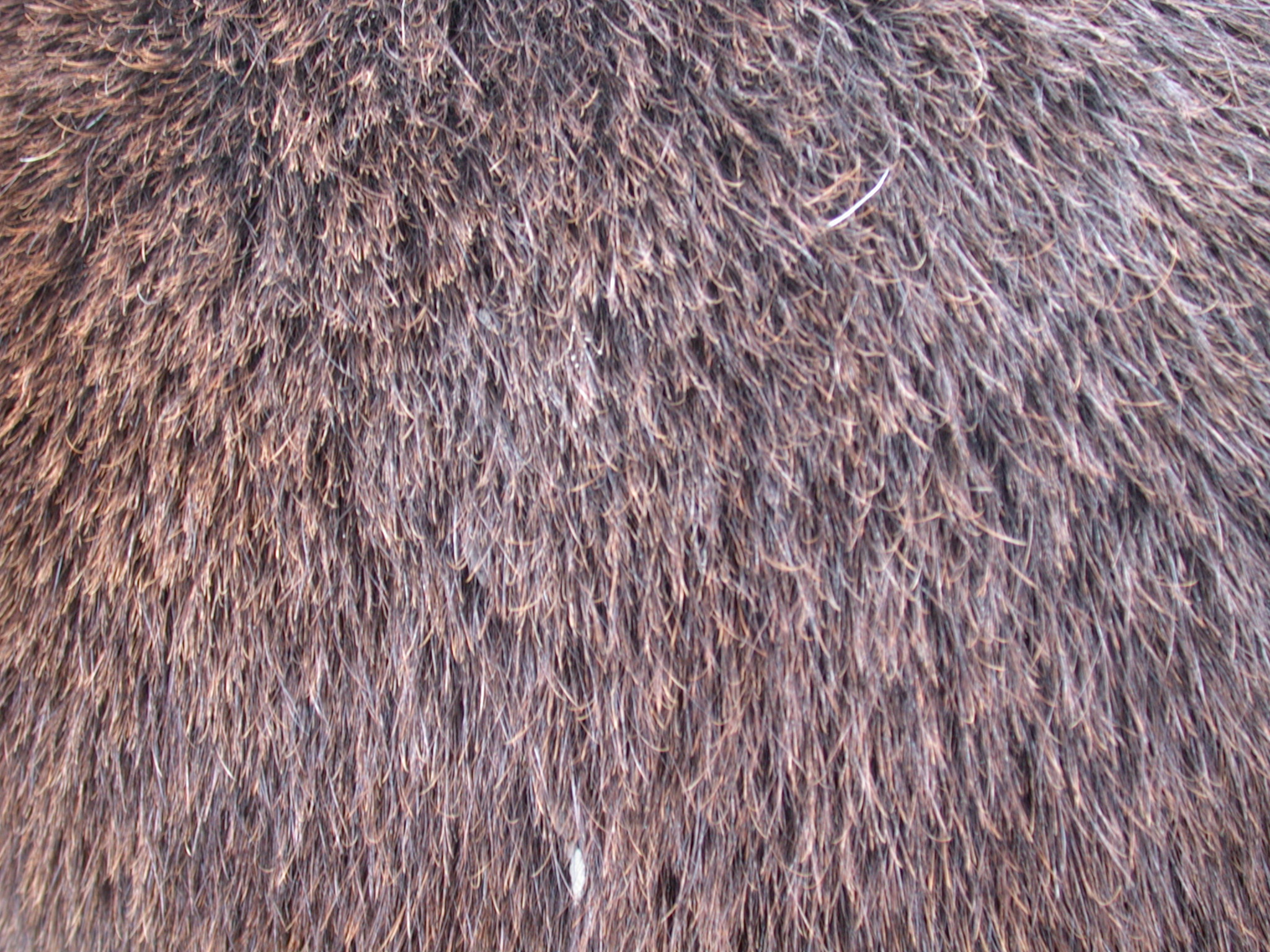 Image*After texture fur wool hairs hair animal