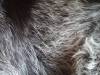 tabus dog cat fur black white hair hairs