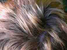 fur hair texture bk1 bodykit1 blond human