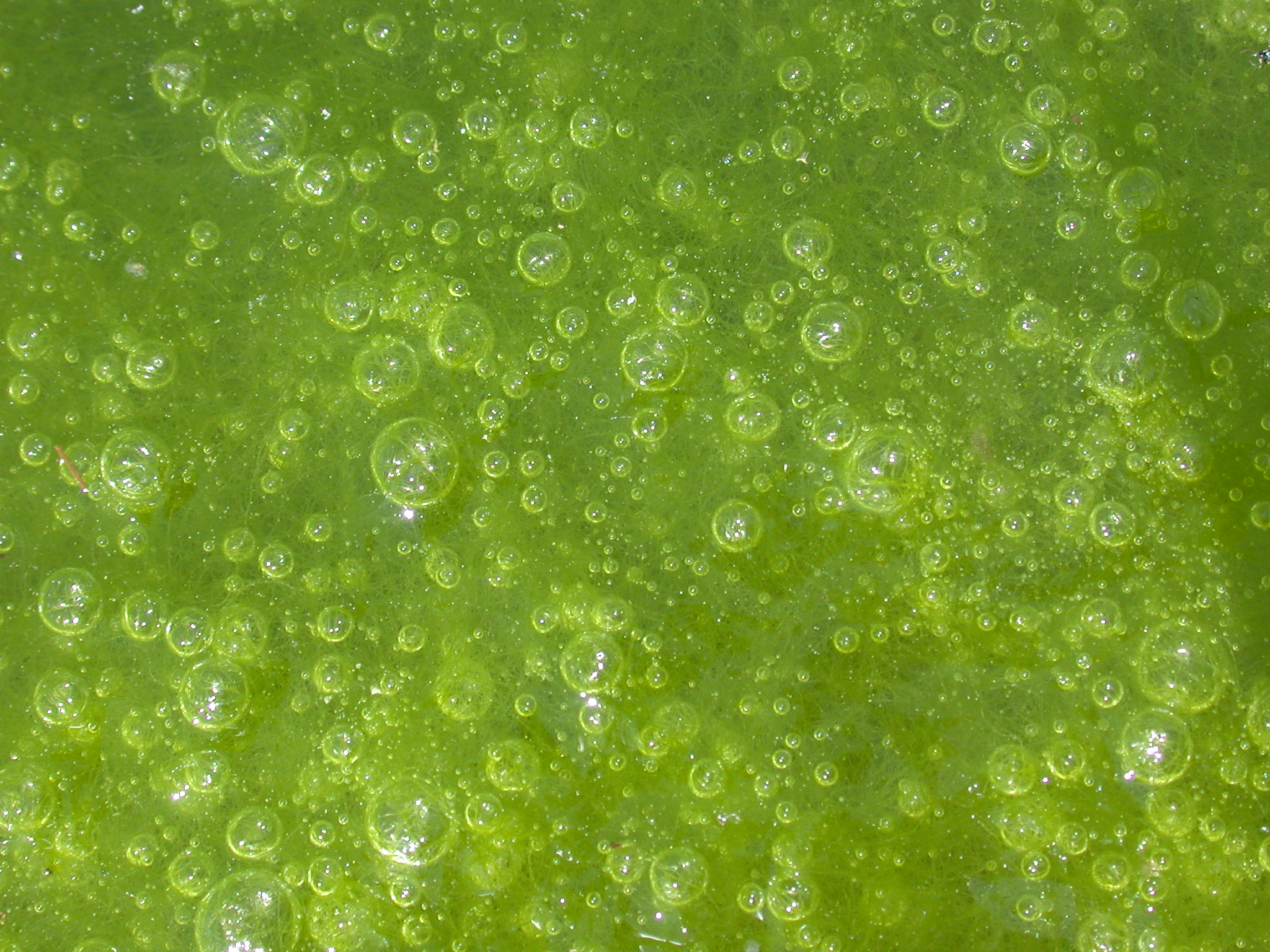 Image*After : photos : algae nature plants sea green bubble bubbles goo  texture circles