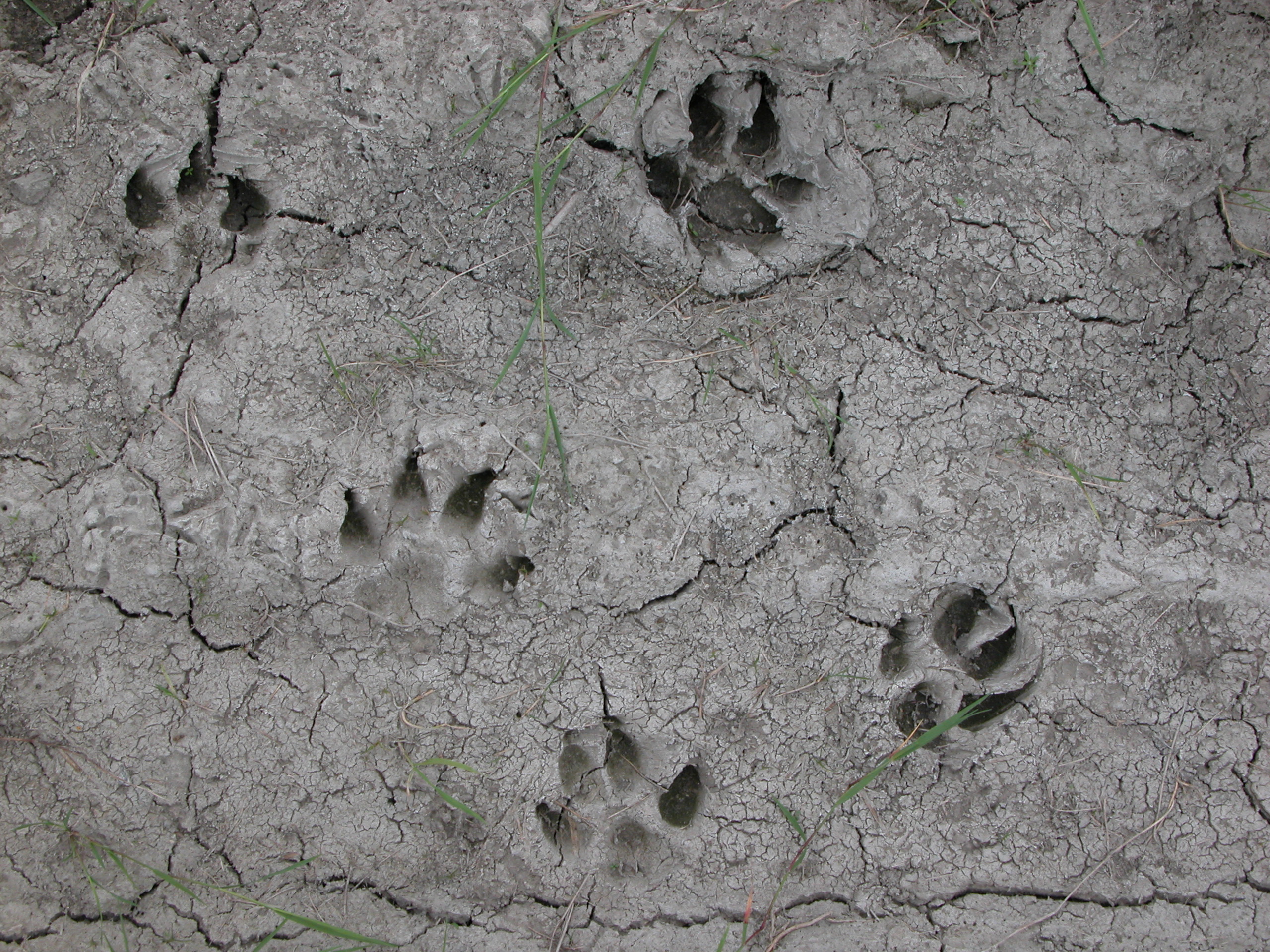 Image*After textures cat or dog paw prints in the mud