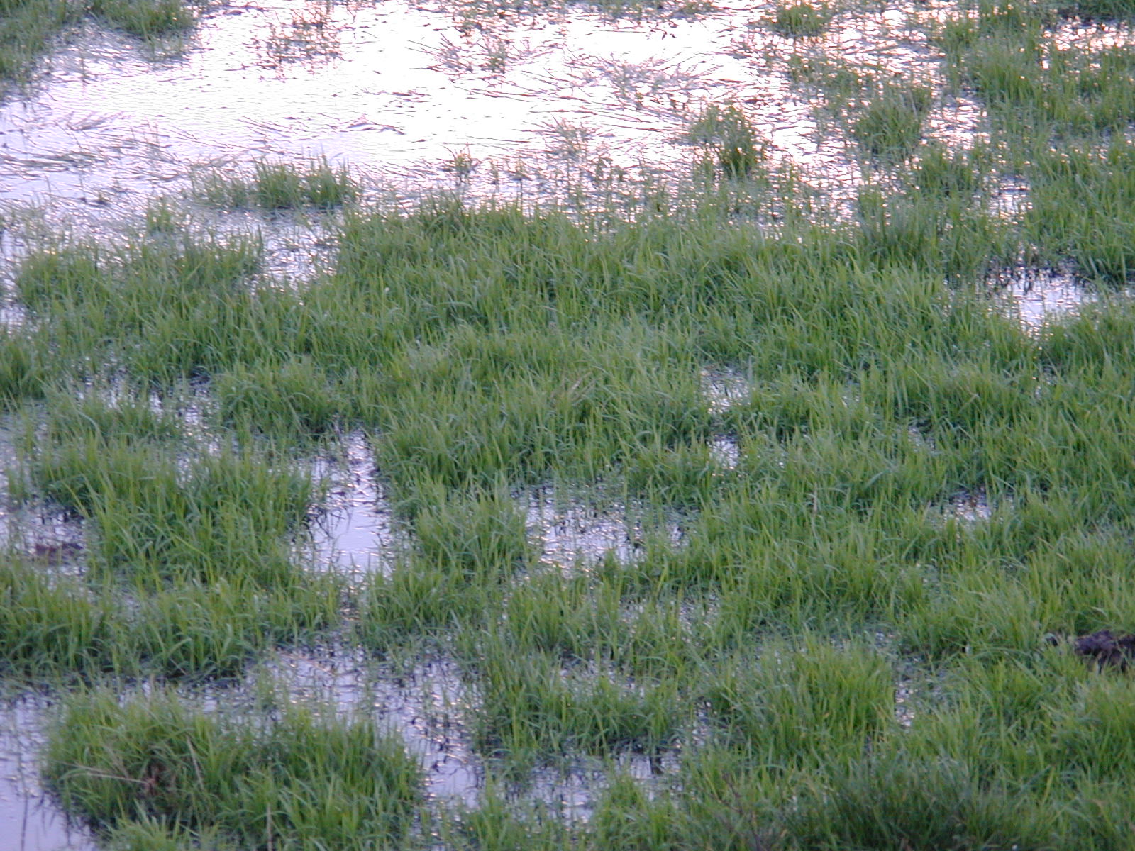 Image*After photo swamp swampy mud grass wet mud muddy flooded